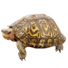 https://www.americanbreeder.com/images/com_adsmanager/categories/2411cat_t.jpg