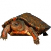 https://www.americanbreeder.com/images/com_adsmanager/categories/2412cat_t.jpg