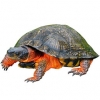 https://www.americanbreeder.com/images/com_adsmanager/categories/2413cat_t.jpg