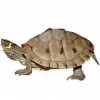 https://www.americanbreeder.com/images/com_adsmanager/categories/2416cat_t.jpg