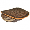 https://www.americanbreeder.com/images/com_adsmanager/categories/2417cat_t.jpg