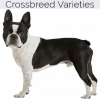 https://www.americanbreeder.com/images/com_adsmanager/categories/2421cat_t.jpg