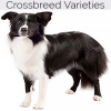 https://www.americanbreeder.com/images/com_adsmanager/categories/2422cat_t.jpg