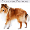 https://www.americanbreeder.com/images/com_adsmanager/categories/2434cat_t.jpg