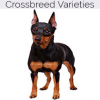 https://www.americanbreeder.com/images/com_adsmanager/categories/2452cat_t.jpg