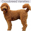 https://www.americanbreeder.com/images/com_adsmanager/categories/2459cat_t.jpg