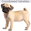 https://www.americanbreeder.com/images/com_adsmanager/categories/2460cat_t.jpg