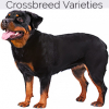 https://www.americanbreeder.com/images/com_adsmanager/categories/2461cat_t.jpg