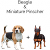 https://www.americanbreeder.com/images/com_adsmanager/categories/2474cat_t.jpg