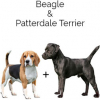 https://www.americanbreeder.com/images/com_adsmanager/categories/2476cat_t.jpg