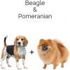 https://www.americanbreeder.com/images/com_adsmanager/categories/2478cat_t.jpg