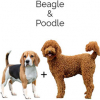 https://www.americanbreeder.com/images/com_adsmanager/categories/2479cat_t.jpg