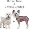 https://www.americanbreeder.com/images/com_adsmanager/categories/2484cat_t.jpg