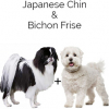 https://www.americanbreeder.com/images/com_adsmanager/categories/2489cat_t.jpg