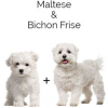 https://www.americanbreeder.com/images/com_adsmanager/categories/2492cat_t.jpg