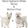 https://www.americanbreeder.com/images/com_adsmanager/categories/2495cat_t.jpg