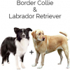 https://www.americanbreeder.com/images/com_adsmanager/categories/2497cat_t.jpg