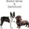 https://www.americanbreeder.com/images/com_adsmanager/categories/2503cat_t.jpg