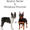 https://www.americanbreeder.com/images/com_adsmanager/categories/2506cat_t.jpg