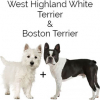https://www.americanbreeder.com/images/com_adsmanager/categories/2509cat_t.jpg
