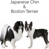 https://www.americanbreeder.com/images/com_adsmanager/categories/2512cat_t.jpg