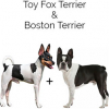 https://www.americanbreeder.com/images/com_adsmanager/categories/2515cat_t.jpg