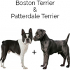 https://www.americanbreeder.com/images/com_adsmanager/categories/2516cat_t.jpg