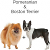 https://www.americanbreeder.com/images/com_adsmanager/categories/2517cat_t.jpg