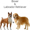 https://www.americanbreeder.com/images/com_adsmanager/categories/2519cat_t.jpg