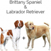 https://www.americanbreeder.com/images/com_adsmanager/categories/2529cat_t.jpg