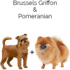 https://www.americanbreeder.com/images/com_adsmanager/categories/2532cat_t.jpg