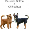 https://www.americanbreeder.com/images/com_adsmanager/categories/2533cat_t.jpg
