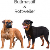 https://www.americanbreeder.com/images/com_adsmanager/categories/2542cat_t.jpg