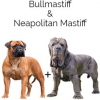 https://www.americanbreeder.com/images/com_adsmanager/categories/2545cat_t.jpg