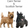 https://www.americanbreeder.com/images/com_adsmanager/categories/2546cat_t.jpg