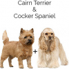 https://www.americanbreeder.com/images/com_adsmanager/categories/2548cat_t.jpg
