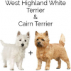 https://www.americanbreeder.com/images/com_adsmanager/categories/2549cat_t.jpg