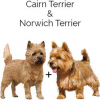 https://www.americanbreeder.com/images/com_adsmanager/categories/2554cat_t.jpg