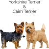 https://www.americanbreeder.com/images/com_adsmanager/categories/2556cat_t.jpg