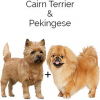 https://www.americanbreeder.com/images/com_adsmanager/categories/2558cat_t.jpg
