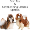 https://www.americanbreeder.com/images/com_adsmanager/categories/2560cat_t.jpg