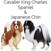 https://www.americanbreeder.com/images/com_adsmanager/categories/2561cat_t.jpg
