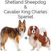 https://www.americanbreeder.com/images/com_adsmanager/categories/2566cat_t.jpg