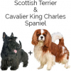 https://www.americanbreeder.com/images/com_adsmanager/categories/2569cat_t.jpg