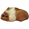 https://www.americanbreeder.com/images/com_adsmanager/categories/2580cat_t.jpg
