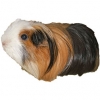 https://www.americanbreeder.com/images/com_adsmanager/categories/2587cat_t.jpg
