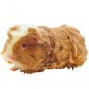 https://www.americanbreeder.com/images/com_adsmanager/categories/2589cat_t.jpg