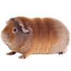 https://www.americanbreeder.com/images/com_adsmanager/categories/2614cat_t.jpg