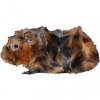 https://www.americanbreeder.com/images/com_adsmanager/categories/2615cat_t.jpg