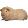 https://www.americanbreeder.com/images/com_adsmanager/categories/2628cat_t.jpg